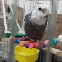 یک جفت عروس هلندی مولد|پرنده|نورآباد, |دیوار