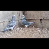 کفتر قره پولک