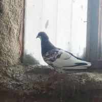 چپ و سرور پلاکی آبپخش