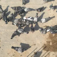 کبوتر پلاکی . مسافتی|پرنده|دلوار, |دیوار