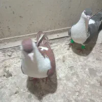 کبوتر|پرنده|مشهد, رضاییه|دیوار