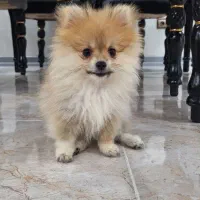 توله پامرانین