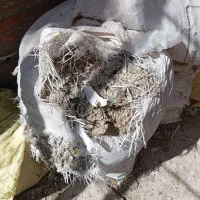 گود کفتر خوب