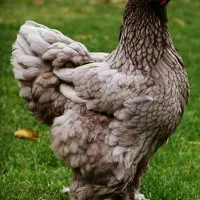 تخم نطفه دار|حیوانات مزرعه|خمینیشهر, |دیوار