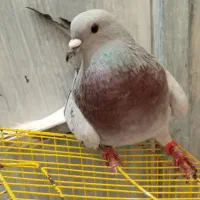 دم سفید سبزکلاغ دمسفید|پرنده|کرمان, |دیوار