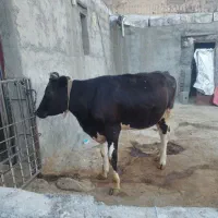 گوساله ماده
