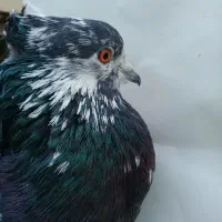 نر سوسکی|پرنده|کاشان, گارزگاه|دیوار