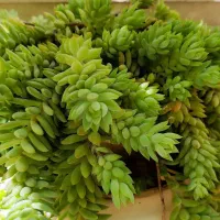 برگ بید بنفش