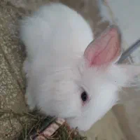 از صد تا پونصد انواع خرگوش نر و ماده|موش و خرگوش|قم, جهان بینی|دیوار