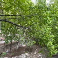 همخونه (توضیحات)