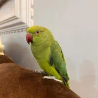 طوطی ملنگو گمشده در زاگرس یابنده مژدگانی میگیره