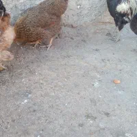 مرغ محلی تخمگذار|حیوانات مزرعه|بهبهان, |دیوار