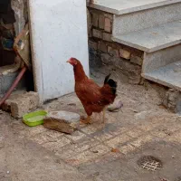 مرغ و خروس خانگی|حیوانات مزرعه|مشهد, شهید شهریاری|دیوار