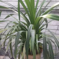 گل های طبیعی