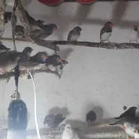 فروش دوباره فنچ زبرا