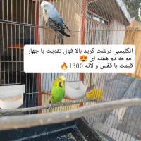 مرغ عشق مولد با جوجه  انواع رنگ ها و نژادها