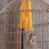 یه قناری یه خاکی سهره|پرنده|گرگان, |دیوار