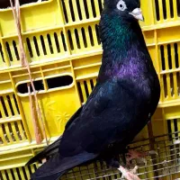 زاغ ابادانی