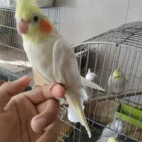 لوتینو دستی|پرنده|نجفآباد, امیرآباد|دیوار