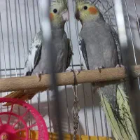 پرنده عروس هلندی