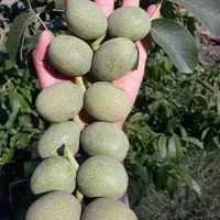 مشاوره و فروش نهال های مثمر و غیر مثمر