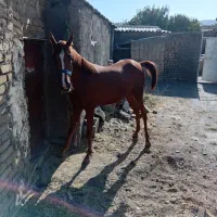 کره اسب مادیان|اسب و تجهیزات اسب‌سواری|تویسرکان, |دیوار