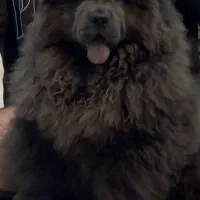 چاو چاو بلو نر  جهت کشش و جفتگیری