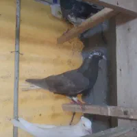 تعدادی کبوتر بفروش میرسند