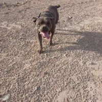 معاوضه با سگ نگهبان|سگ|شریفآباد, |دیوار