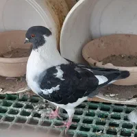 کبوتر کینگ و تکسن
