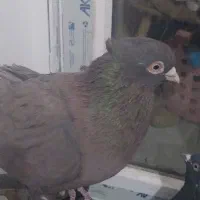 پرنده رنگی|پرنده|فولادشهر, مسکن مهر فولادشهر|دیوار