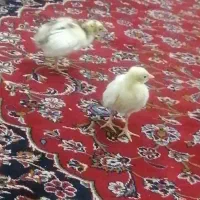 فروش یک طاووس یکساله|پرنده|گرگان, |دیوار