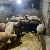 گوسفندشیرکرآبستن|حیوانات مزرعه|دابودشت, |دیوار