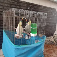 یک جفت عروس هلندی مولد