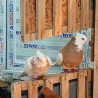 طوقی عطیقه|پرنده|نوشین شهر, |دیوار