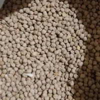 نخود سفید سه گونی تمیز کوهدشت