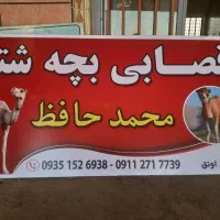 گوسفند بز|حیوانات مزرعه|آق قلا, |دیوار