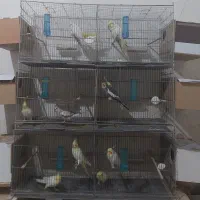 جفت عروس هلندی مولد با جوجه