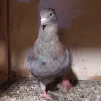 کبوتر سار ماده