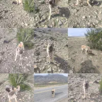 معاوضه سگ سرابی 12ماه نگهبان ،باسگ قدرجونی گله ای