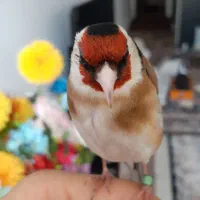 سهره قناری کلکسیونی