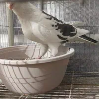 کبوتر زینتی تزئینی قره سوری سفید|پرنده|اصفهان, سرشبادران|دیوار