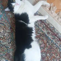 گربه|گربه|ری, اقدسیه|دیوار