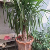 درخت یوکا چند ساله|گل و گیاه طبیعی|بندر انزلی, استادیوم|دیوار