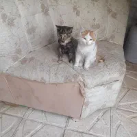 واگذاری گربه|گربه|مراغه, |دیوار