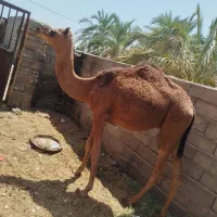 شتر نر رودباری اصل سن دوسال ب بالا
