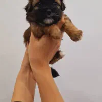 واگذاری شیتزو|سگ|رشت, کوی مهر|دیوار