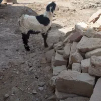 یک عدد کهره نر