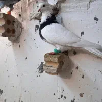 طوقی سیاه سرور|پرنده|مشهد, کوه سنگی|دیوار