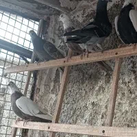کبوتر|پرنده|تهران, فرحزاد|دیوار